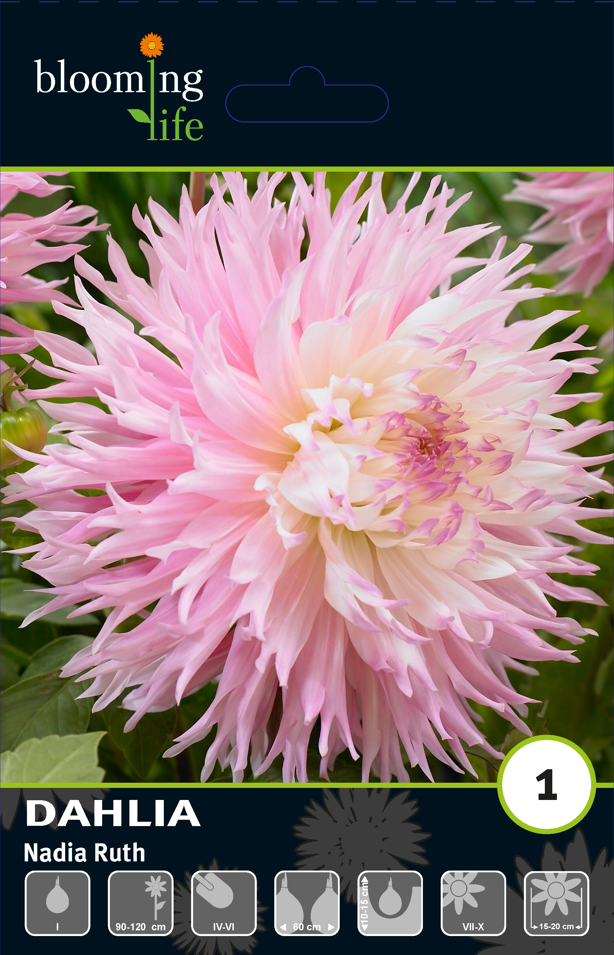 Георгина фимбриата Надя Руз